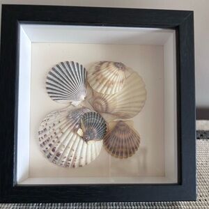 Handmade Framed Seashell Cluster